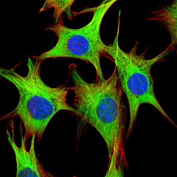 NCL Antibody