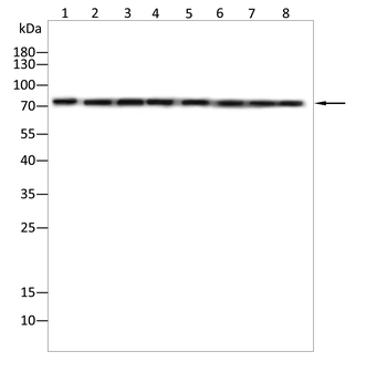 NCL Antibody