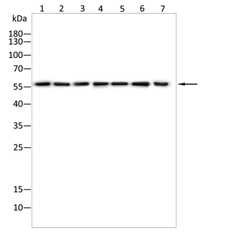 FOXC1 Antibody