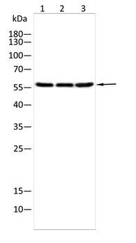 FOXC1 Antibody