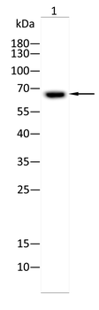 KRT1 Antibody