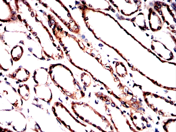 CXCL2 Antibody
