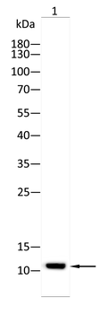 CXCL2 Antibody