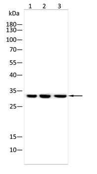 NPM1 Antibody