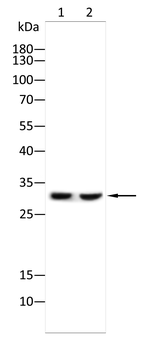 NPM1 Antibody