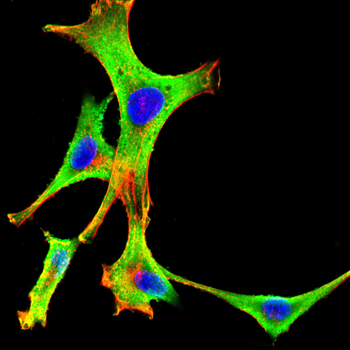 HTR3A Antibody