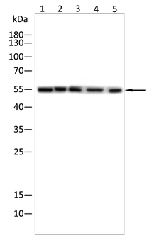 HTR3A Antibody