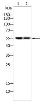 HTR3A Antibody