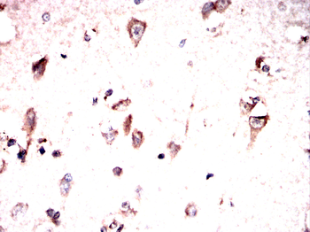 NNAT Antibody
