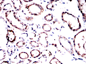 NNAT Antibody