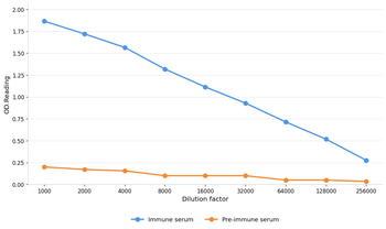MLH1 Antibody