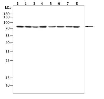 MLH1 Antibody