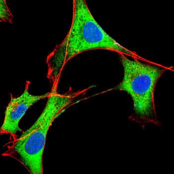 BCL2 Antibody