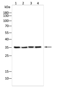 BCL2 Antibody