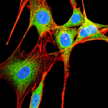 BCL2 Antibody