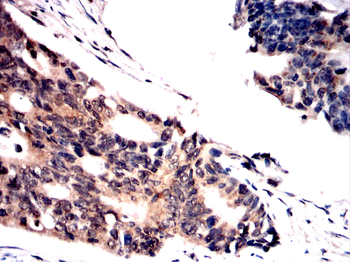 SCD Antibody