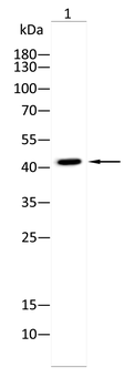 SCD Antibody