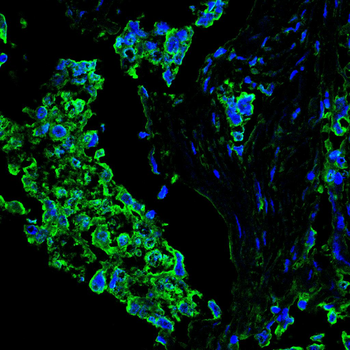 HMGCS1 Antibody