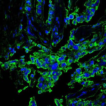 HMGCS1 Antibody