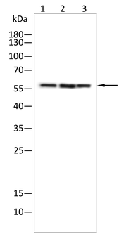 HMGCS1 Antibody