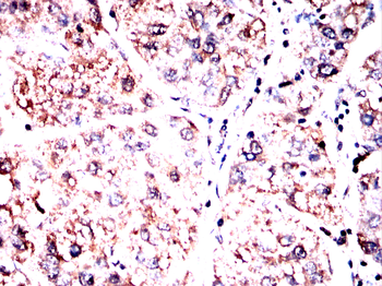 HMGCS2 Antibody