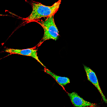 HMGCS1 Antibody