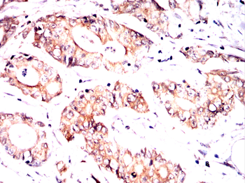 HMGCS1 Antibody