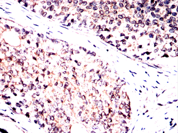 HMGCS1 Antibody