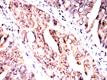 HMGCS1 Antibody
