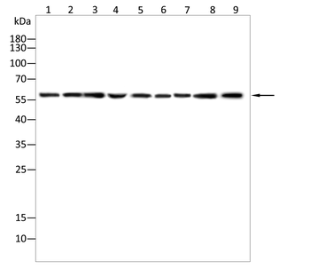 HMGCS1 Antibody