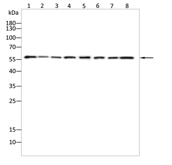 HMGCS1 Antibody