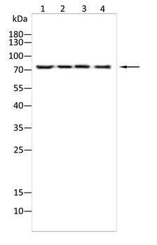 ABCD3 Antibody