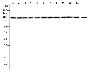 KPNB1 Antibody