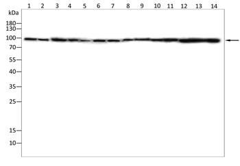 KPNB1 Antibody