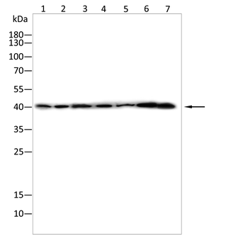 CCR8 Antibody