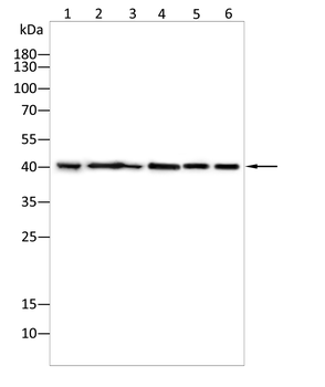 CCR8 Antibody