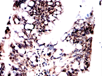 SFPQ Antibody
