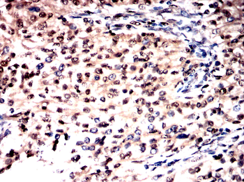 SFPQ Antibody