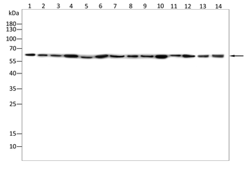 SFPQ Antibody