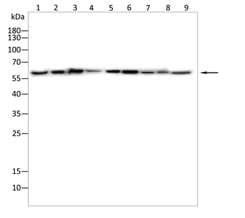 ANGPT1 Antibody