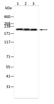 LAMA4 Antibody