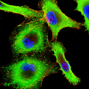 LAMA4 Antibody