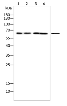 LCP2 Antibody