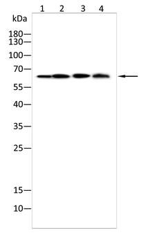 LCP2 Antibody