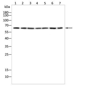 LCP2 Antibody