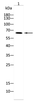 LCP2 Antibody