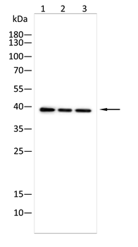CTSB Antibody