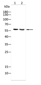 SLC1A5 Antibody