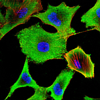SLC1A5 Antibody