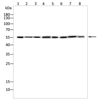 SLC1A5 Antibody
